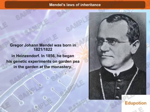 Mendel's Laws of Inheritance