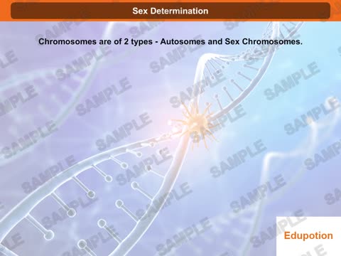 Sex Determination