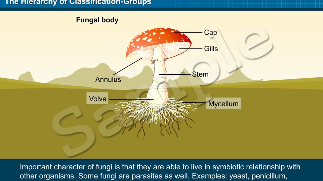 CBSE Interactive Class 9 Science