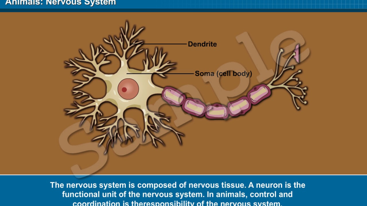CBSE Interactive Class 10 Science